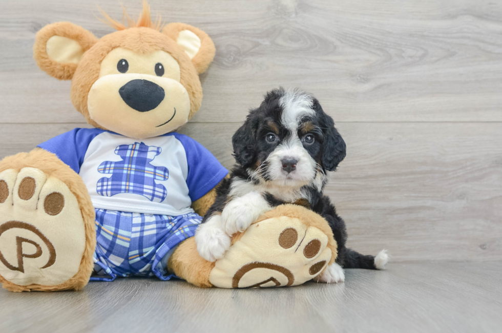 6 week old Mini Bernedoodle Puppy For Sale - Puppy Love PR