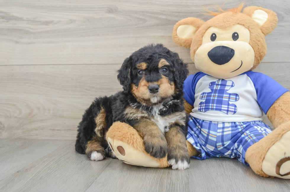 6 week old Mini Bernedoodle Puppy For Sale - Puppy Love PR