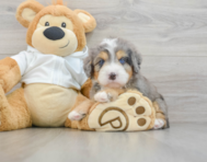 7 week old Mini Bernedoodle Puppy For Sale - Puppy Love PR
