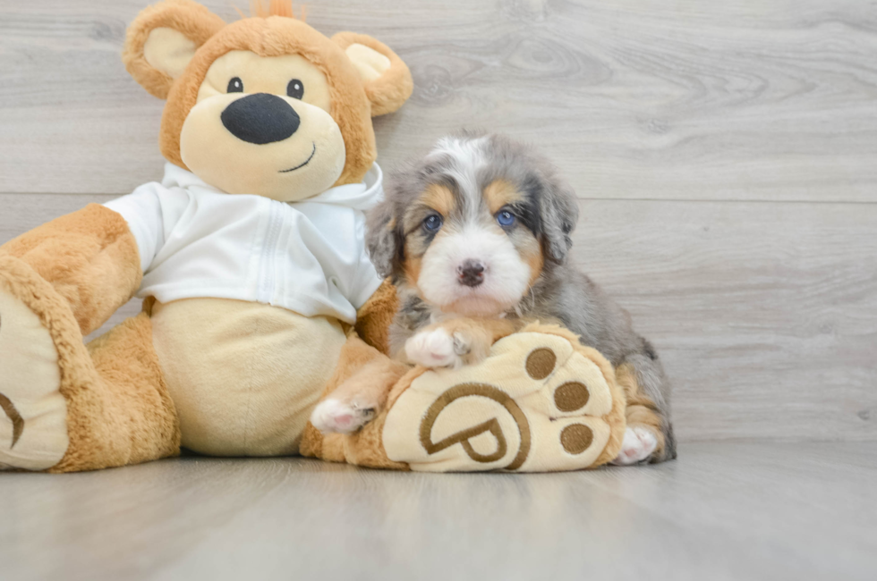 7 week old Mini Bernedoodle Puppy For Sale - Puppy Love PR