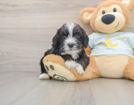 7 week old Mini Bernedoodle Puppy For Sale - Puppy Love PR