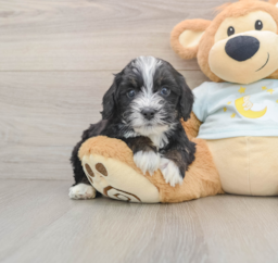 8 week old Mini Bernedoodle Puppy For Sale - Puppy Love PR