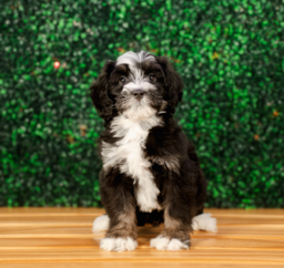 8 week old Mini Bernedoodle Puppy For Sale - Puppy Love PR