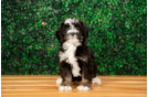 Cute Mini Bernedoodle Poodle Mix Pup