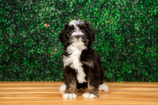 Cute Mini Bernedoodle Poodle Mix Pup