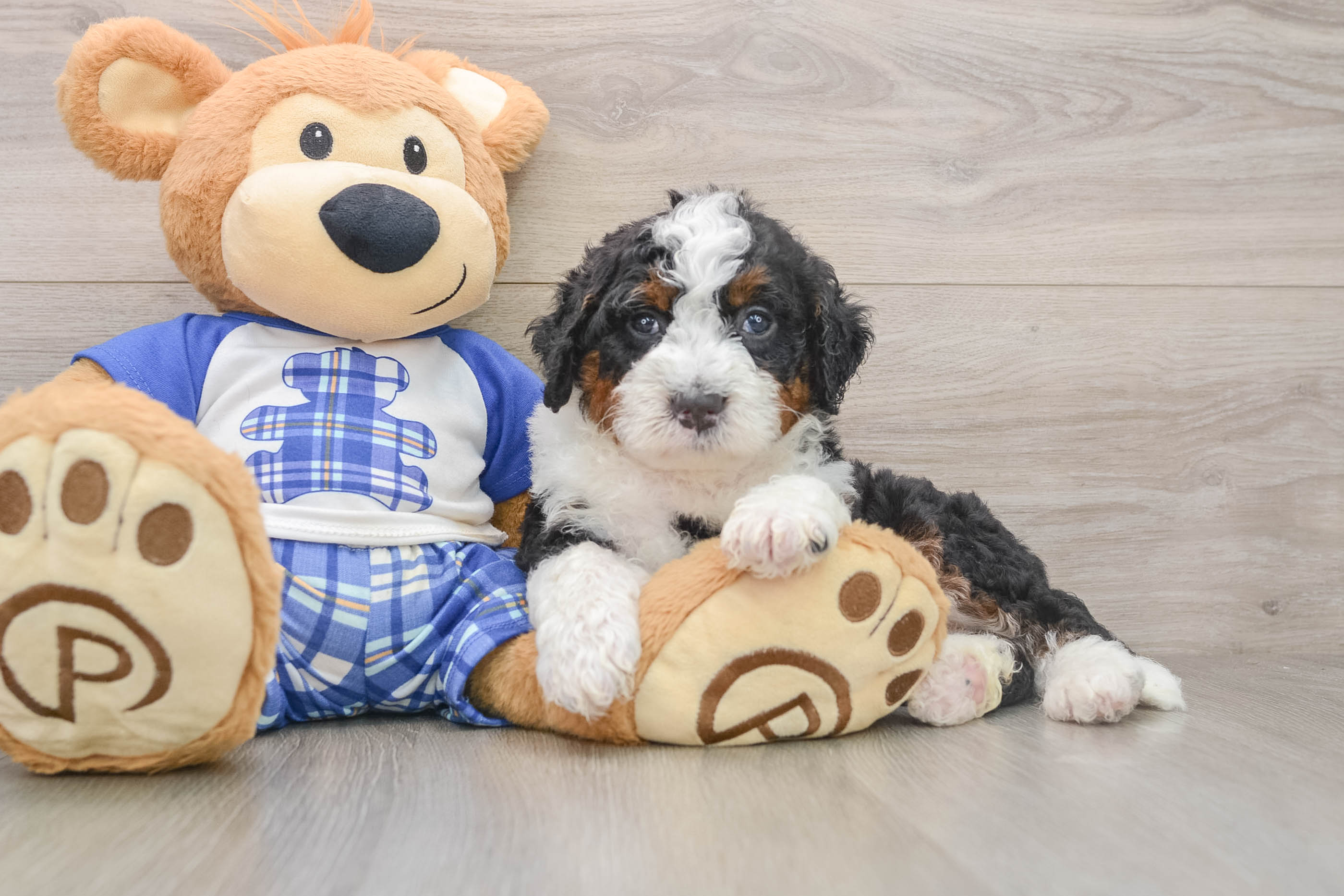 Mini Bernedoodle Pup Being Cute