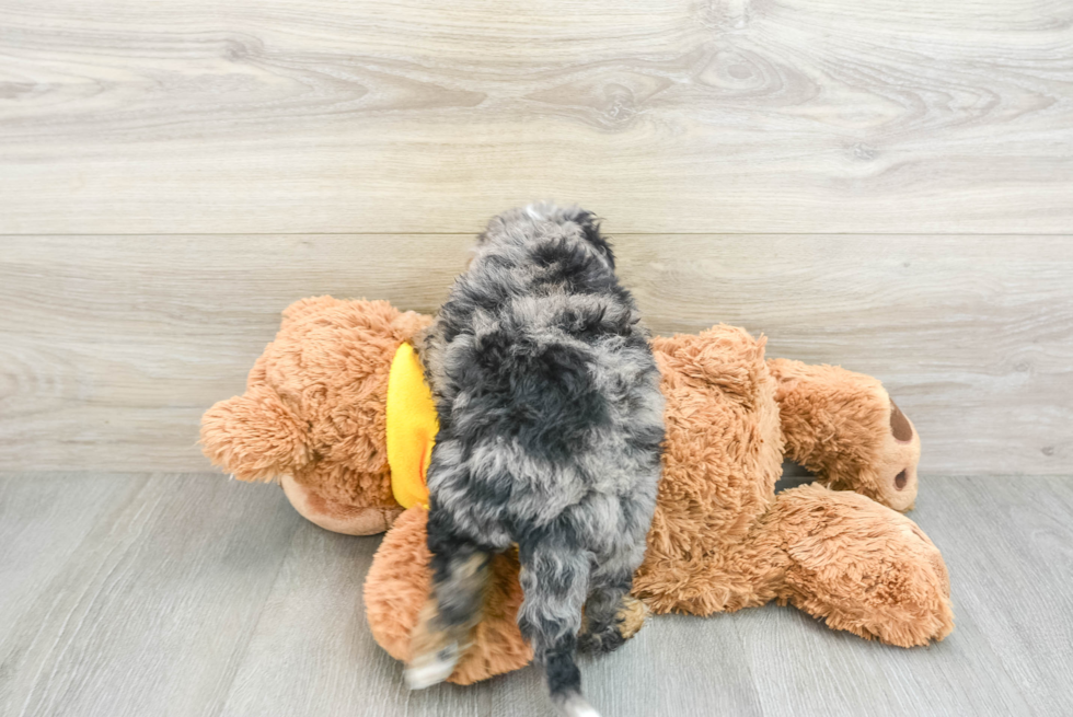 Cute Mini Bernedoodle Baby