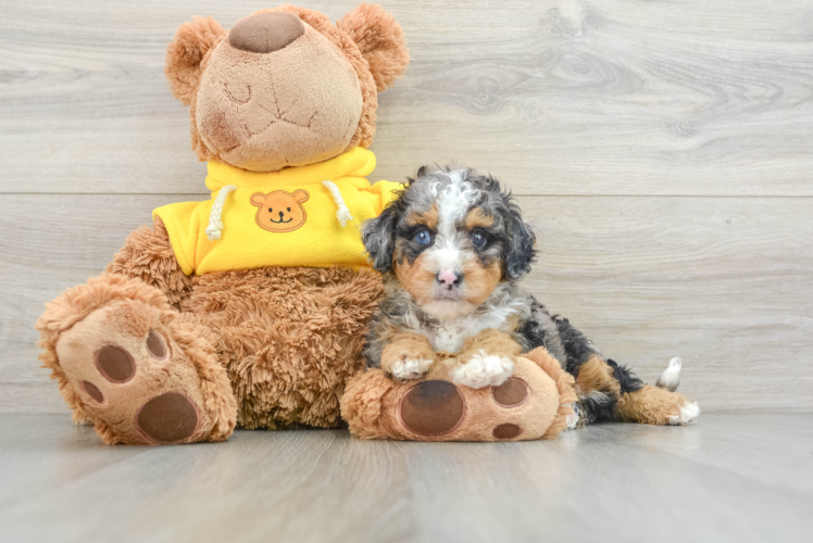 Small Mini Bernedoodle Baby