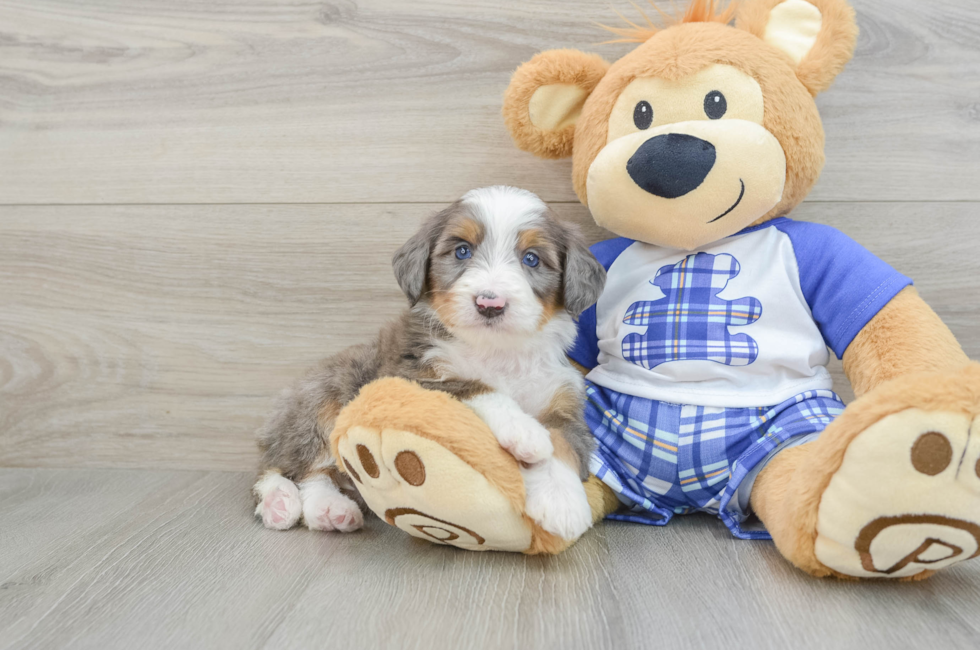 7 week old Mini Bernedoodle Puppy For Sale - Puppy Love PR