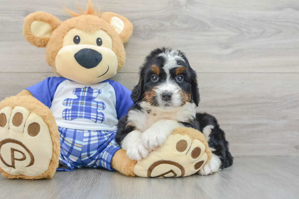 Playful Mini Berniedoodle Poodle Mix Puppy