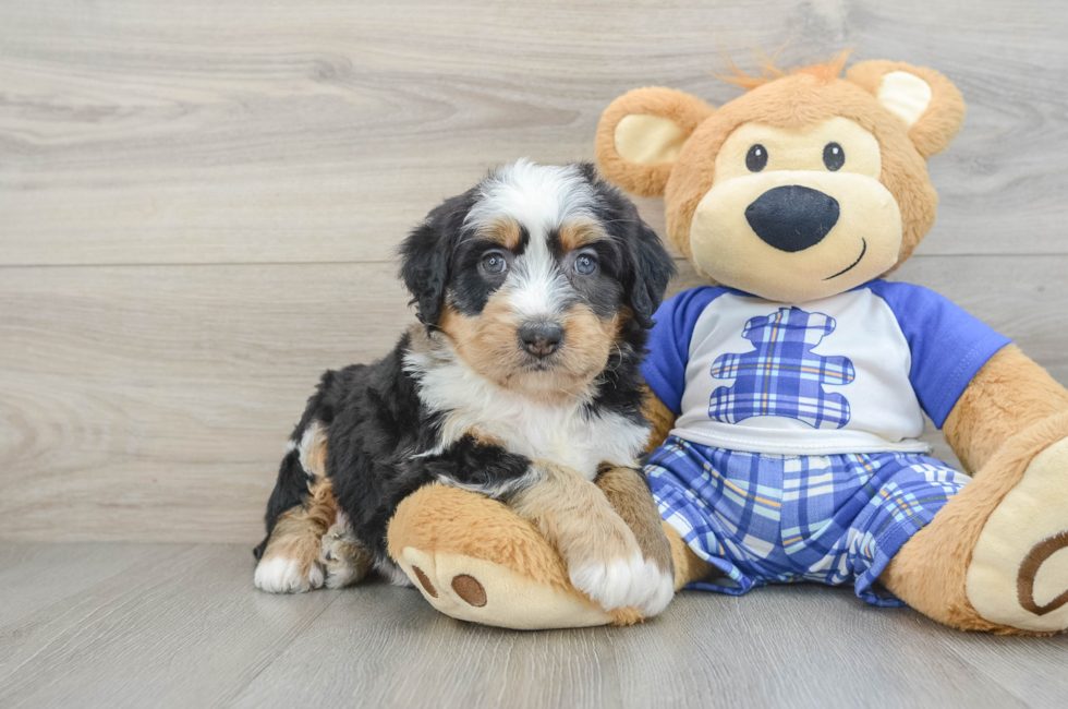 6 week old Mini Bernedoodle Puppy For Sale - Puppy Love PR