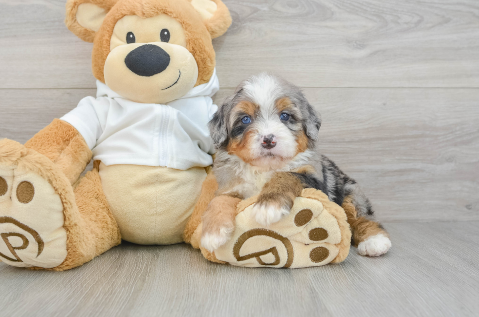 7 week old Mini Bernedoodle Puppy For Sale - Puppy Love PR