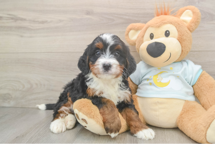 Mini Bernedoodle Pup Being Cute