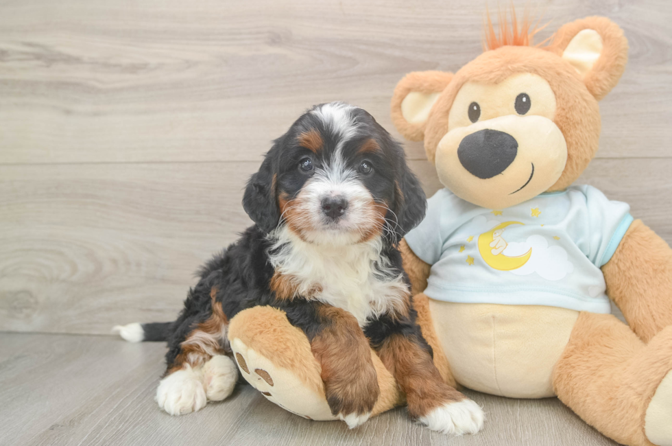 5 week old Mini Bernedoodle Puppy For Sale - Puppy Love PR