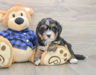 7 week old Mini Bernedoodle Puppy For Sale - Puppy Love PR