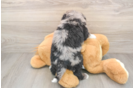 Best Mini Bernedoodle Baby