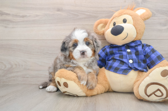 Best Mini Bernedoodle Baby