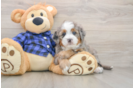 Playful Mini Bernese Poodle Poodle Mix Puppy