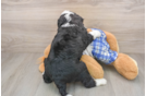 Popular Mini Bernedoodle Poodle Mix Pup