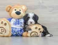 7 week old Mini Bernedoodle Puppy For Sale - Puppy Love PR