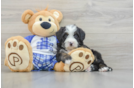 Mini Bernedoodle Puppy for Adoption