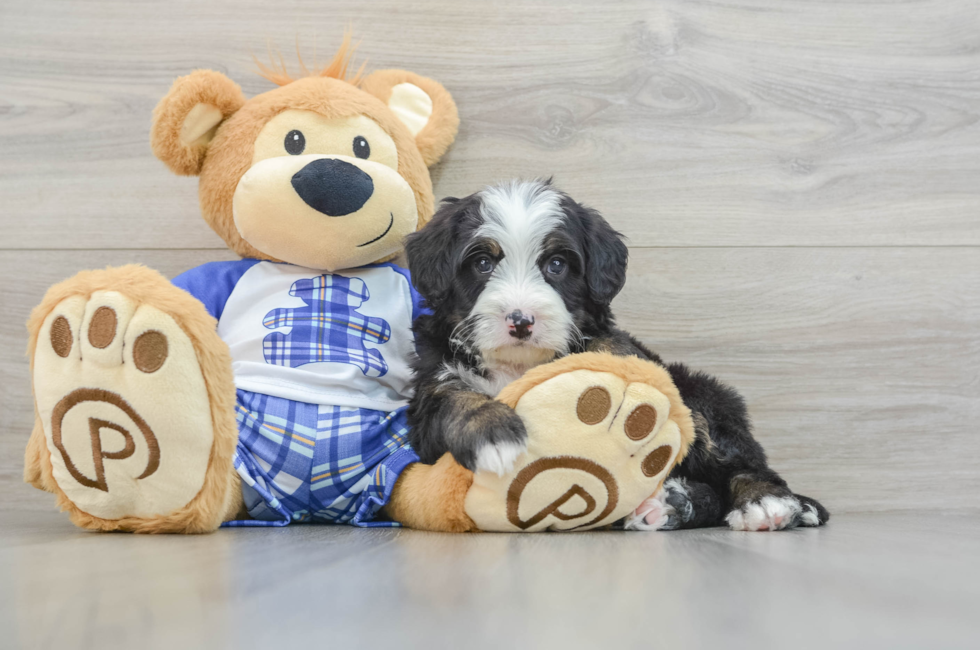 7 week old Mini Bernedoodle Puppy For Sale - Puppy Love PR