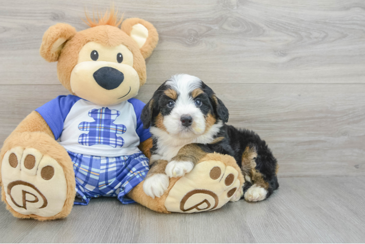 Meet Kerstie - our Mini Bernedoodle Puppy Photo 1/3 - Puppy Love PR Best Mini Bernedoodle Baby