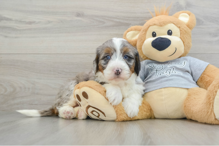 Meet Kerstie - our Mini Bernedoodle Puppy Photo 1/3 - Puppy Love PR Happy Mini Bernedoodle Baby