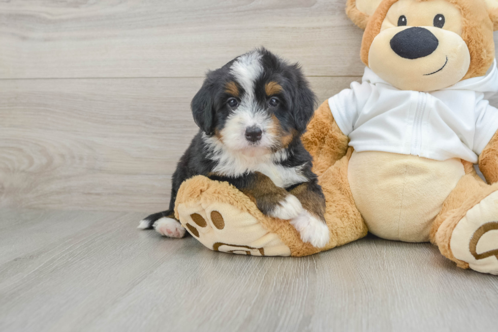 Sweet Mini Bernedoodle Baby