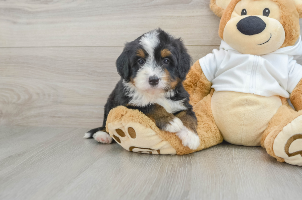 7 week old Mini Bernedoodle Puppy For Sale - Puppy Love PR