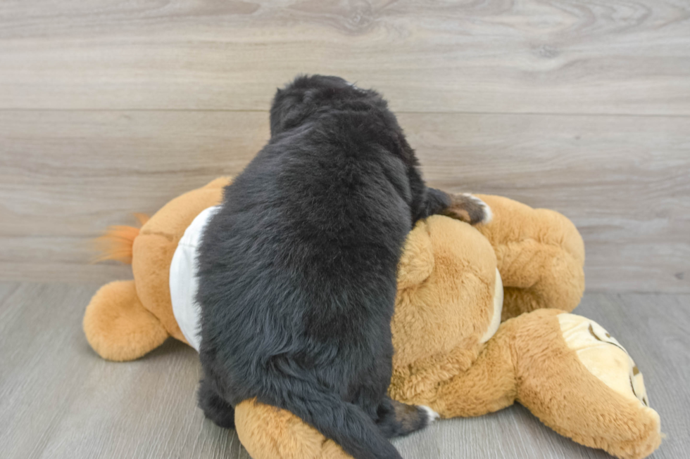 Happy Mini Bernedoodle Baby