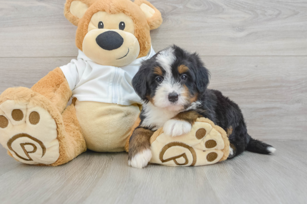 Mini Bernedoodle Pup Being Cute