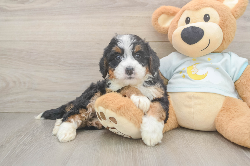 7 week old Mini Bernedoodle Puppy For Sale - Puppy Love PR