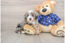 Best Mini Bernedoodle Baby