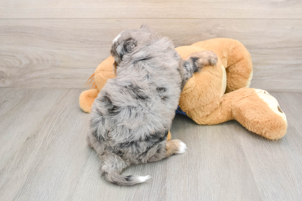 Best Mini Bernedoodle Baby