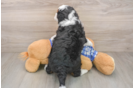 Best Mini Bernedoodle Baby