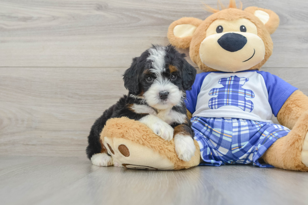 Fluffy Mini Bernedoodle Poodle Mix Pup