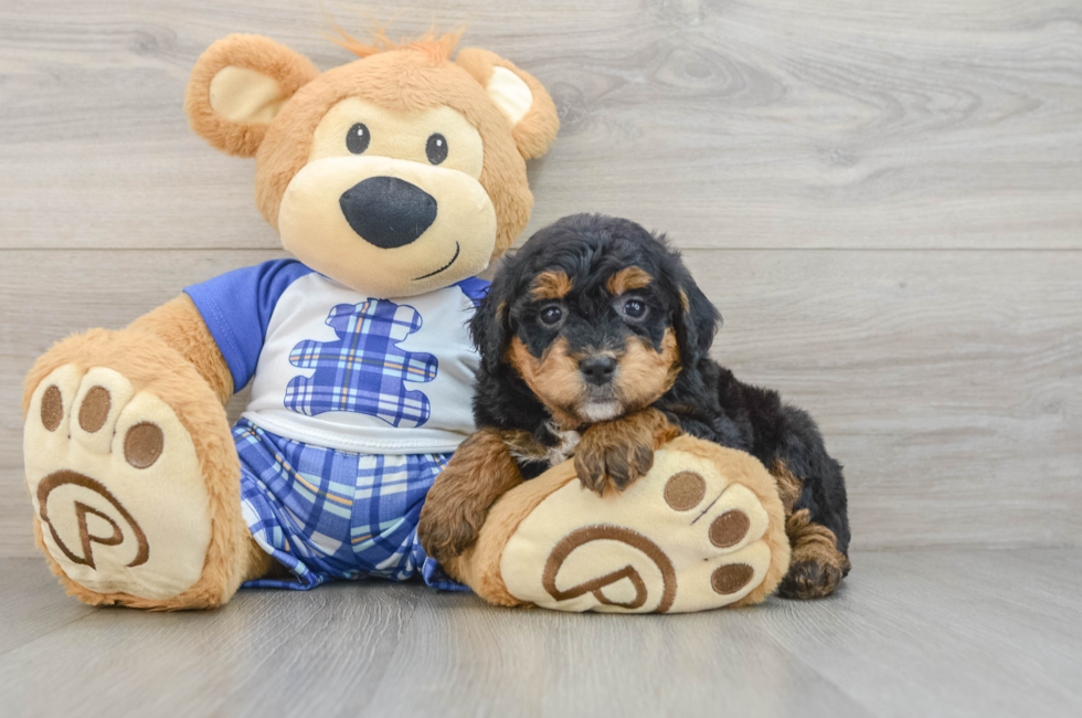 8 week old Mini Bernedoodle Puppy For Sale - Puppy Love PR