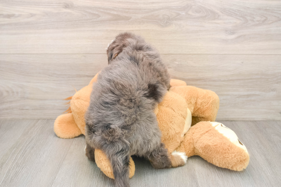 Best Mini Bernedoodle Baby