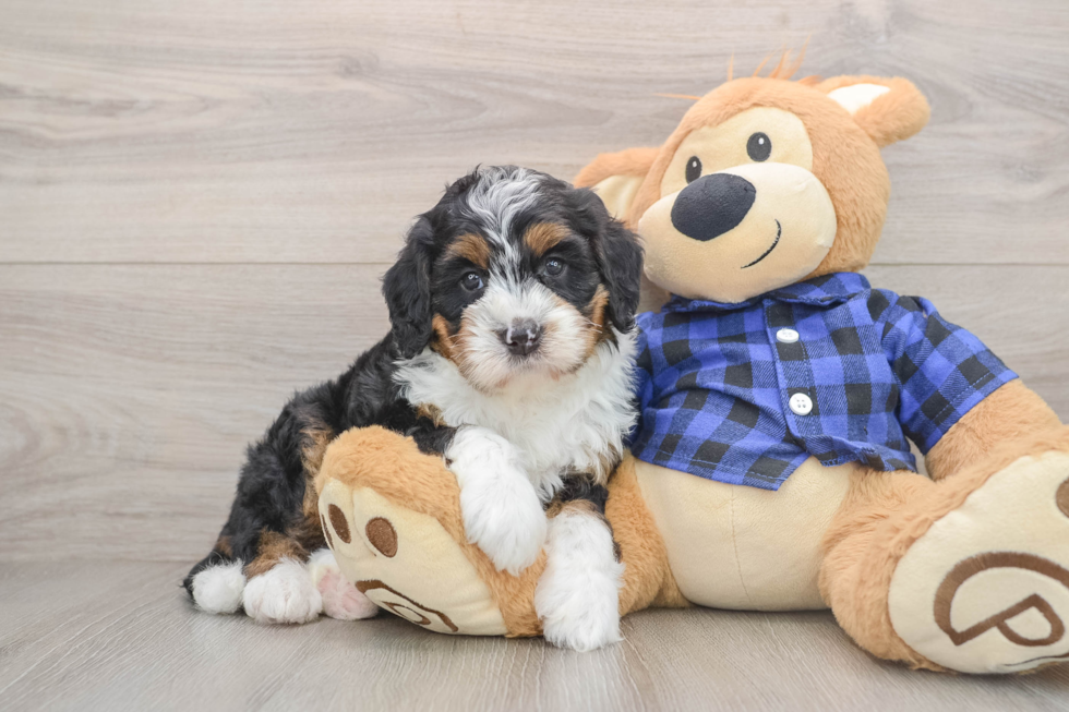 Mini Bernedoodle Puppy for Adoption