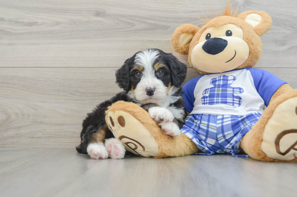 Cute Mini Bernedoodle Baby