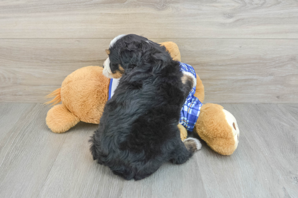 Mini Bernedoodle Puppy for Adoption