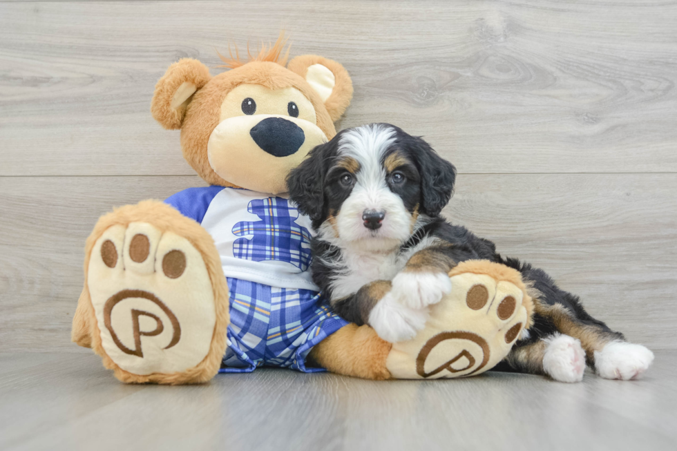 Mini Bernedoodle Pup Being Cute