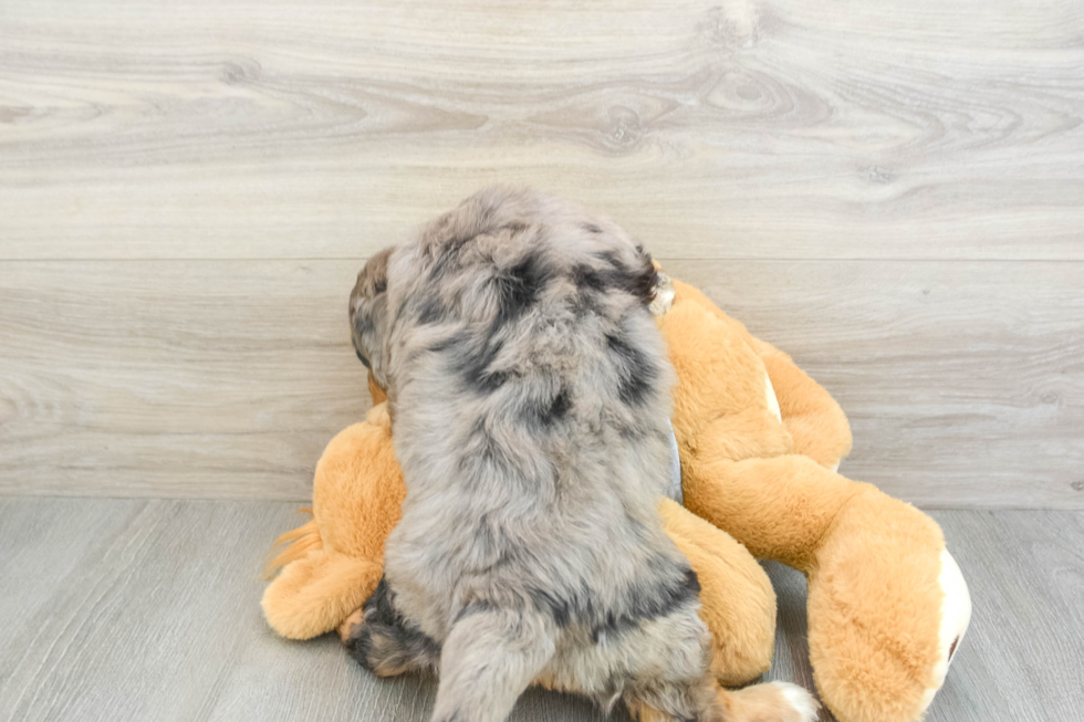 Mini Bernedoodle Pup Being Cute