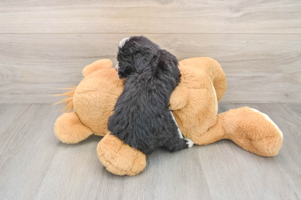 Cute Mini Bernedoodle Baby