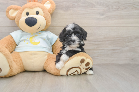 KIMYA, a Mini Bernedoodle littermate