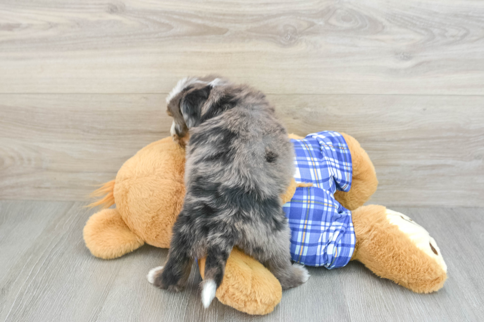 Petite Mini Bernedoodle Poodle Mix Pup