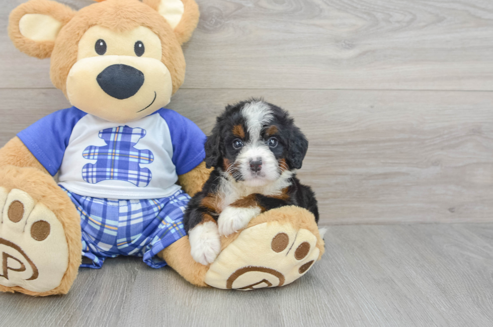 6 week old Mini Bernedoodle Puppy For Sale - Puppy Love PR