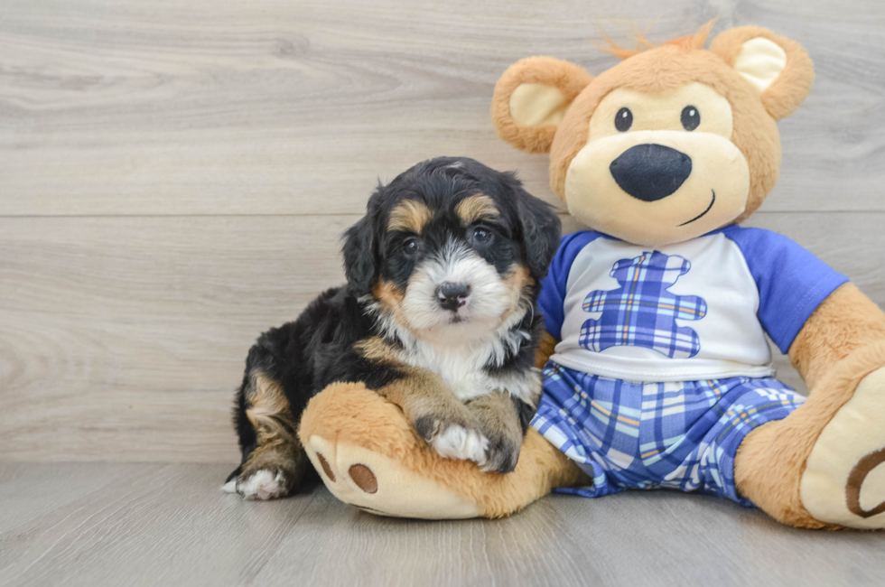 6 week old Mini Bernedoodle Puppy For Sale - Puppy Love PR