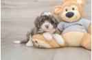 Best Mini Bernedoodle Baby